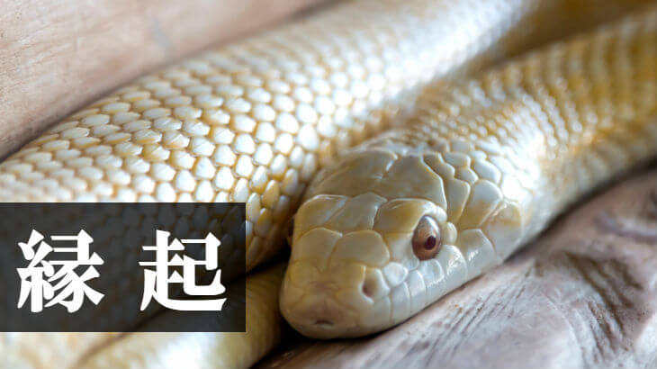 夢 効果 白蛇 【夢占い】白蛇の夢の意味や心理！白い蛇の夢を見たら？